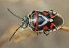 Eurydema ornata